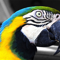Buy canvas prints of Macaw by Rob Hawkins