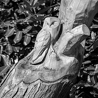 Buy canvas prints of Tree Owl  by Rob Hawkins