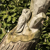 Buy canvas prints of Owl Tree  by Rob Hawkins