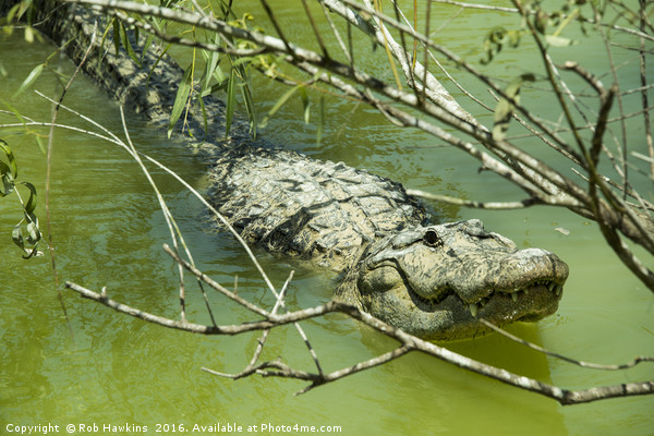 Alligator  Picture Board by Rob Hawkins