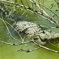 Buy canvas prints of Alligator  by Rob Hawkins