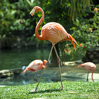 Buy canvas prints of Pretty Flamingo  by Rob Hawkins
