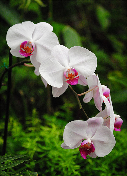 Orchids Picture Board by Rob Hawkins