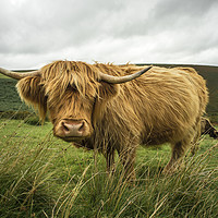 Buy canvas prints of Hairy Coo  by Rob Hawkins