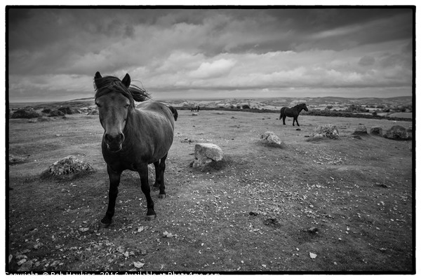 Ponies of Dartmoor Picture Board by Rob Hawkins