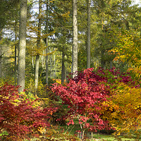 Buy canvas prints of Autumn Arboretum by Rob Hawkins