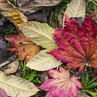 Buy canvas prints of Leaf it out  by Rob Hawkins