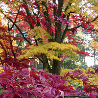 Buy canvas prints of Acer Colours  by Rob Hawkins