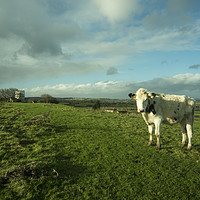 Buy canvas prints of East Somerset Bullock  by Rob Hawkins