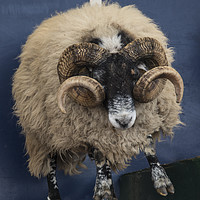 Buy canvas prints of Dougal the Dancing Sheep  by Rob Hawkins