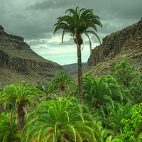Buy canvas prints of Palmitos Palms  by Rob Hawkins