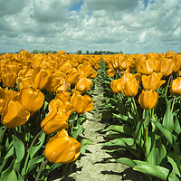 Buy canvas prints of Yellow Tulips  by Rob Hawkins