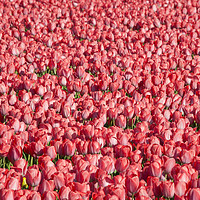 Buy canvas prints of Mostly Tulips  by Rob Hawkins