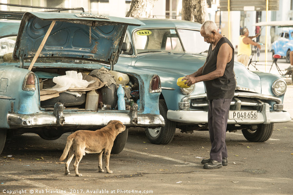 Cuban dog feed  Picture Board by Rob Hawkins