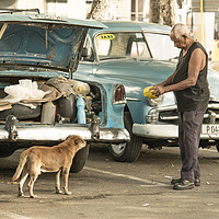 Buy canvas prints of Cuban dog feed  by Rob Hawkins