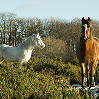 Buy canvas prints of Beacon Horses  by Rob Hawkins