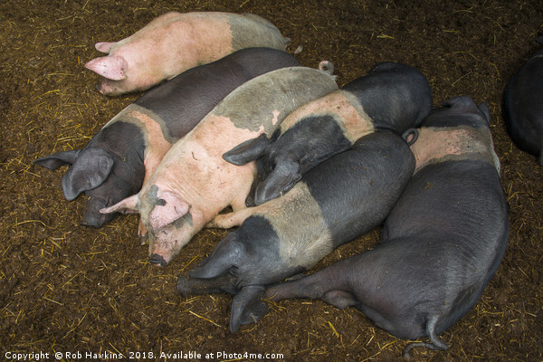 Sleeping Piggies  Picture Board by Rob Hawkins