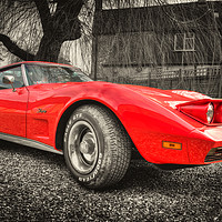 Buy canvas prints of Little Red Stingray by Rob Hawkins