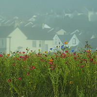 Buy canvas prints of Swansea Wild Flowers  by Rob Hawkins