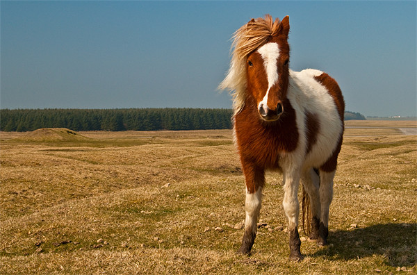 Cornish Pony Picture Board by Rob Hawkins