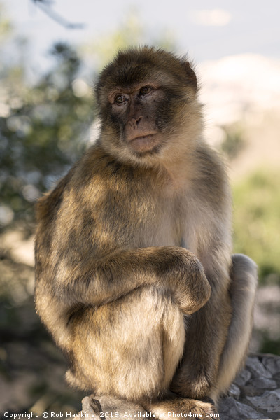 Barbary Macaque Picture Board by Rob Hawkins