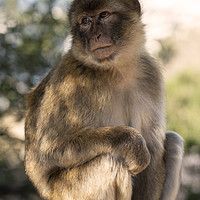 Buy canvas prints of Barbary Macaque by Rob Hawkins