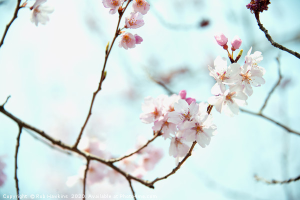 Sakura blossom  Picture Board by Rob Hawkins