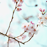 Buy canvas prints of Sakura blossom  by Rob Hawkins