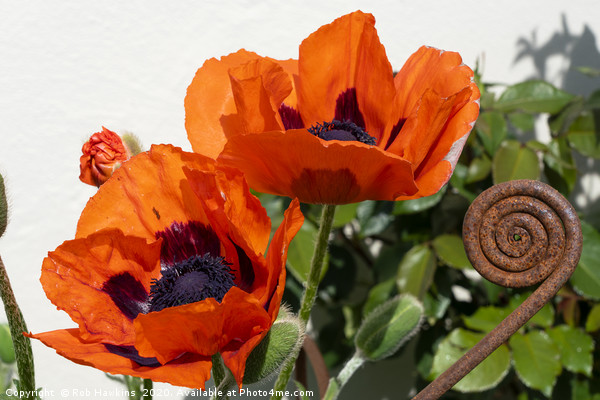 Red Poppies with a twist Picture Board by Rob Hawkins
