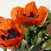 Buy canvas prints of Red Poppies with a twist by Rob Hawkins