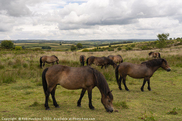 Exmoor Ponies at Winsford Hill  Picture Board by Rob Hawkins
