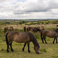Buy canvas prints of Exmoor Ponies at Winsford Hill  by Rob Hawkins