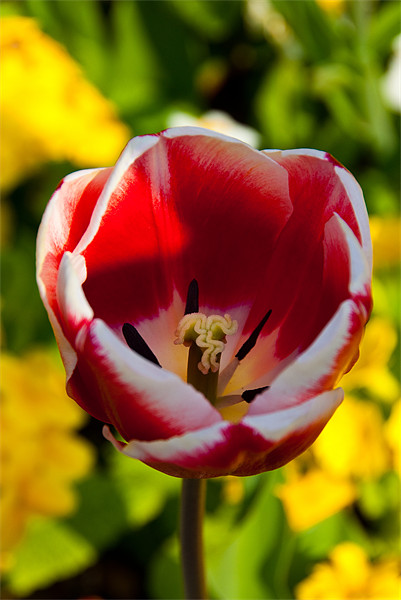 Red & White tulip Picture Board by Rob Hawkins