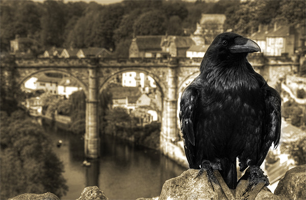 The Raven of Knaresborough Castle Picture Board by Rob Hawkins