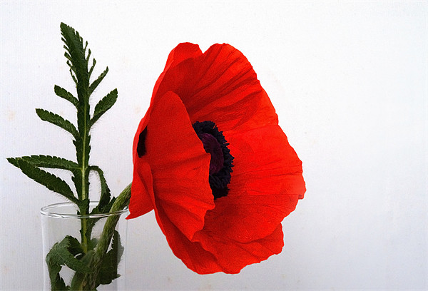 Red Poppy against white Picture Board by Rob Hawkins