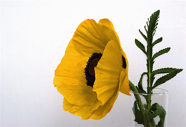 Yellow Poppy against white Picture Board by Rob Hawkins
