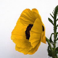 Buy canvas prints of Yellow Poppy against white by Rob Hawkins