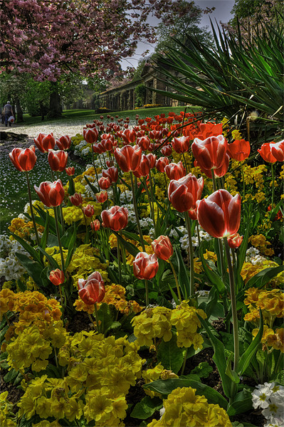 Tulips in the Park Picture Board by Rob Hawkins