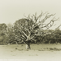 Buy canvas prints of The Dead Tree  by Rob Hawkins