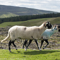 Buy canvas prints of Sheep on a mission  by Rob Hawkins