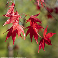 Buy canvas prints of Red Acer Leaves by Rob Hawkins