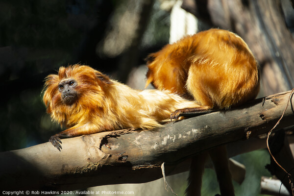 Golden Lion Tamarin  Picture Board by Rob Hawkins