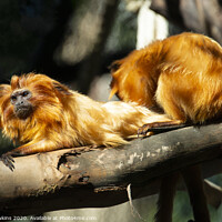 Buy canvas prints of Golden Lion Tamarin  by Rob Hawkins
