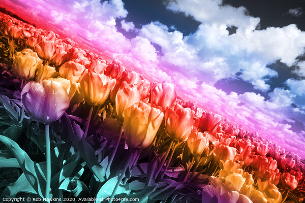 Technicolor Tulips  Picture Board by Rob Hawkins