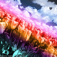 Buy canvas prints of Technicolor Tulips  by Rob Hawkins