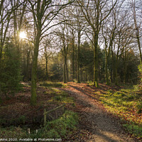 Buy canvas prints of Neroche Forest by Rob Hawkins