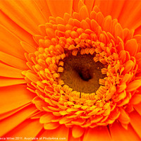 Buy canvas prints of Lovely Orange by Alexia Miles