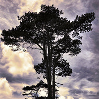 Buy canvas prints of Tree standing alone by Alexia Miles