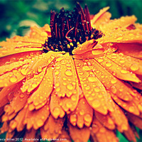 Buy canvas prints of rain on my english marigold by Alexia Miles