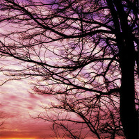 Buy canvas prints of Winter sunset by Alexia Miles